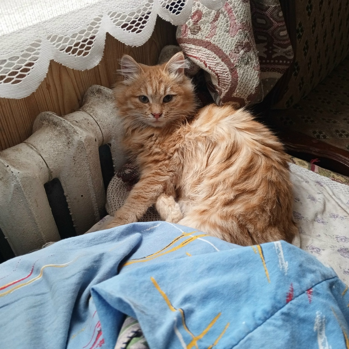 Сплю я..сплю...