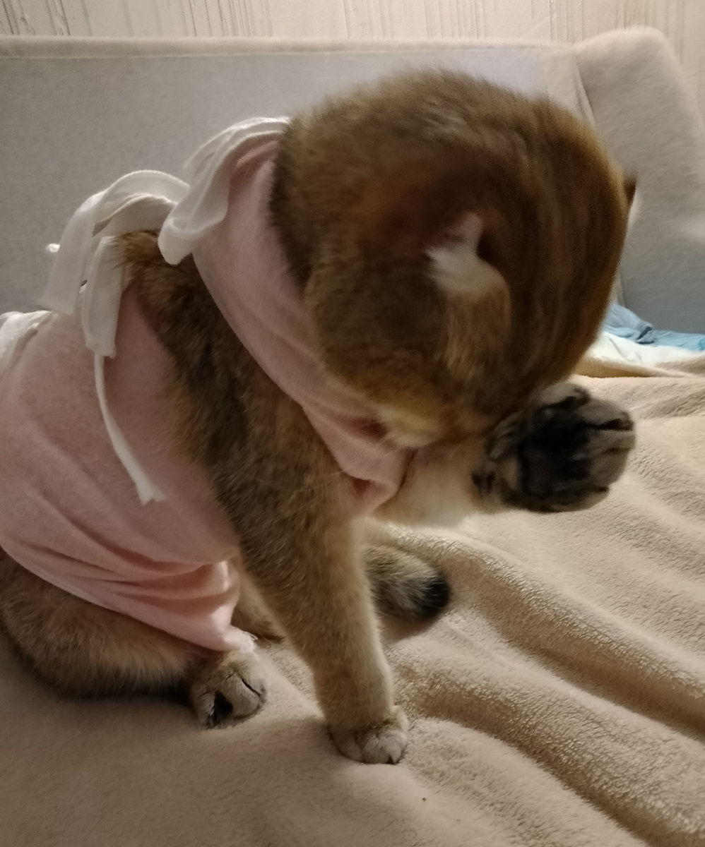 Умывается. А фотографироваться не хочет. Час за ней бегала, так и не удалось поймать нормальный кадр. Видимо, стесняется, что плохо выглядит