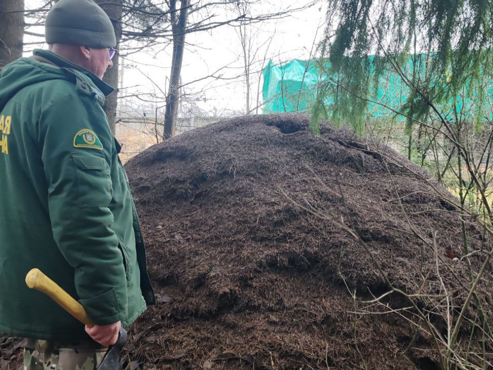    Рекордный по размеру муравейник обнаружили под Можайском