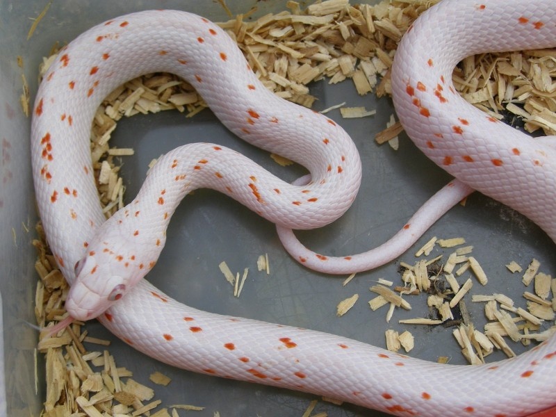 примерна такая была 