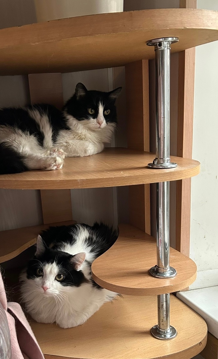 Как истинная мама кошечка ни на шаг не отпускает от себя Ричи