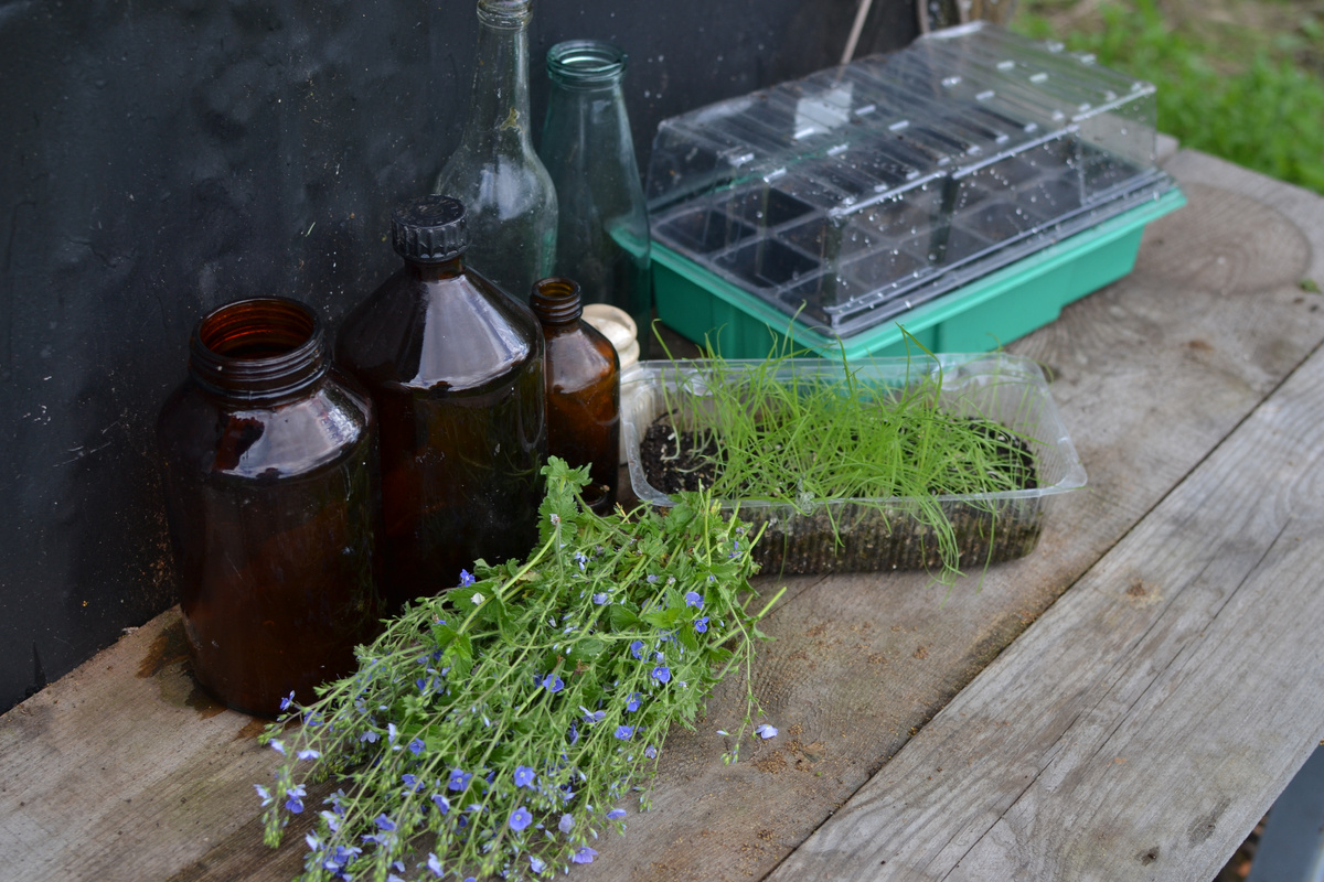 Рассада зайцехвоста в контейнере. Листайте, на второй фотографии еще кое-что