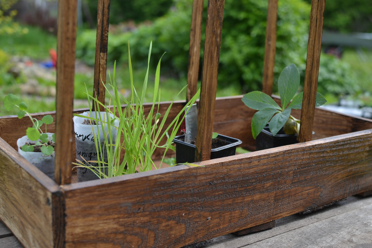 Случайно попавшаяся фотография, на ней кустик другого злака - однолетняя трясунка. Милая, очаровательная, но совсем не впечатлила. Больно уж миниатюрна. 