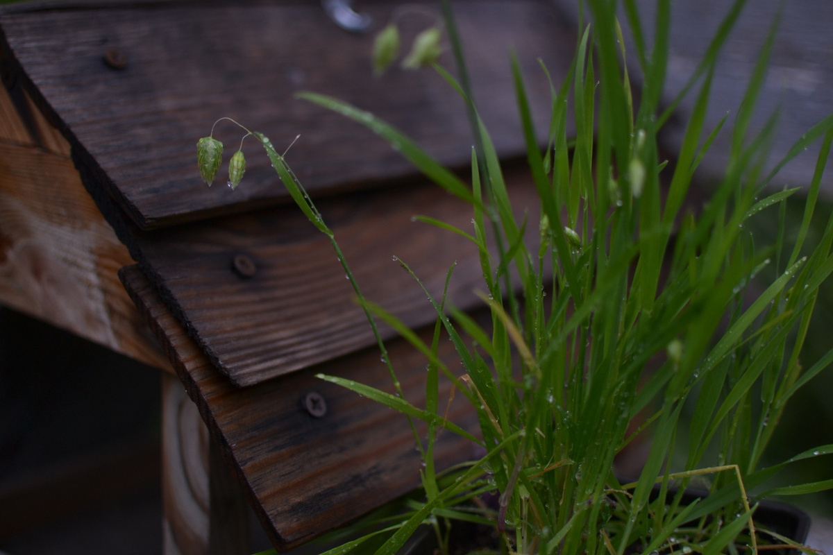 Вот цветение трясунки в июне