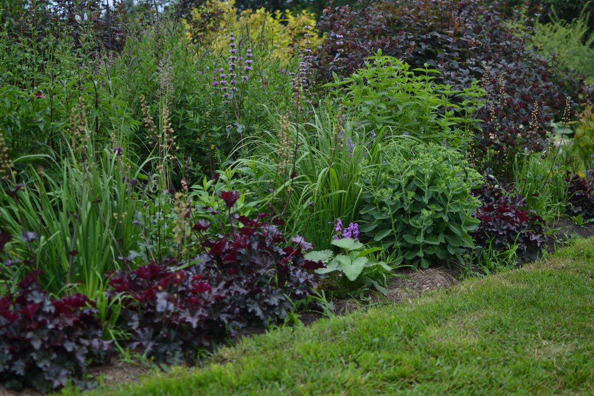 29 июня. Лагурус - маленькие зеленые кочки между гейхер. Листайте