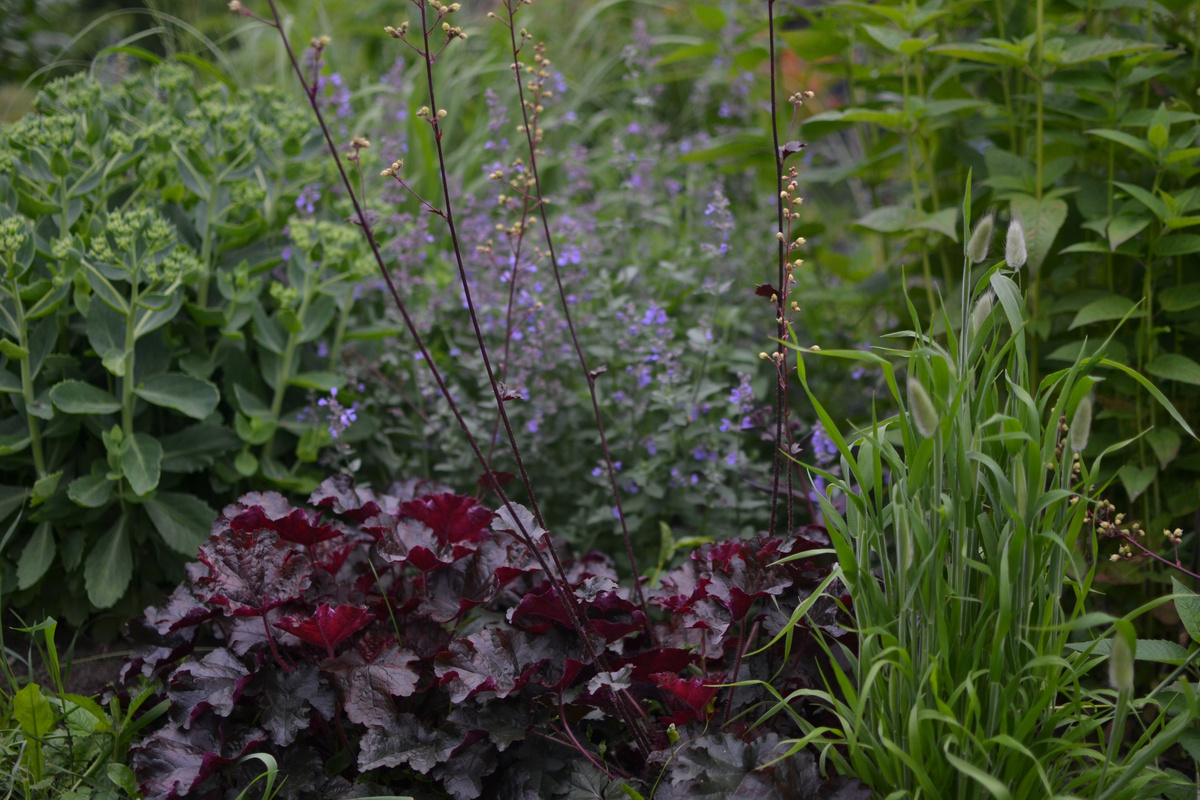 Но некоторые, самые крупные, кустики уже зацвели (фото тоже от 29 июня)