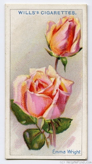 Роза 'Emma Wright'. Источник: https://www.helpmefind.com/gardening/l.php?l=21.112770