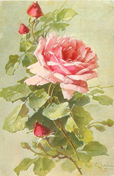 Роза 'Madame Abel Chatenay'. Источник: https://www.helpmefind.com/gardening/fs/616/315894.jpg. 4 фото, листайте