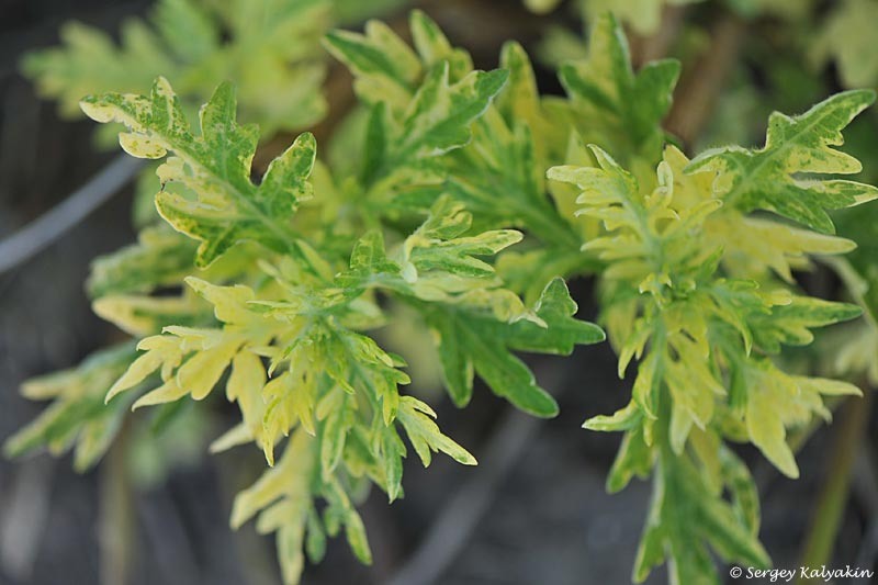 Полынь обыкновенная Oriental Limelight