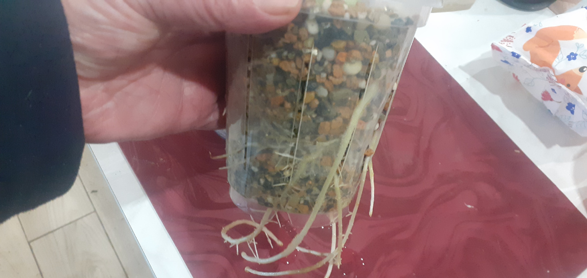 Это пока не критичная ситуация, но я решила, что перевалке быть!