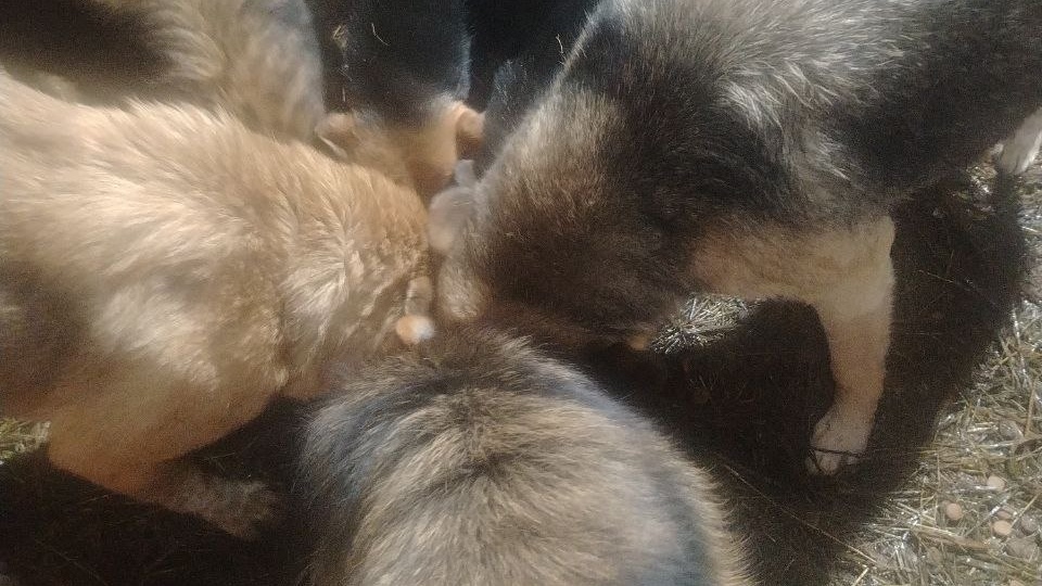 И в выходные надо кормить 🙏