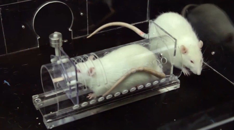 Одна крыса находится в прозрачной трубке, а другая - в остальной части клетки.