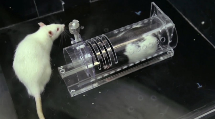 Крысы научились быстро открывать дверцу.