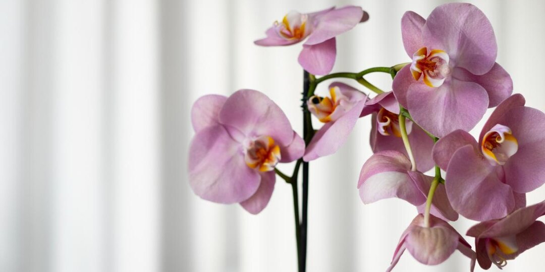 Чайный раствор для листьев орхидей стимулирует зимнее цветение — Actualno