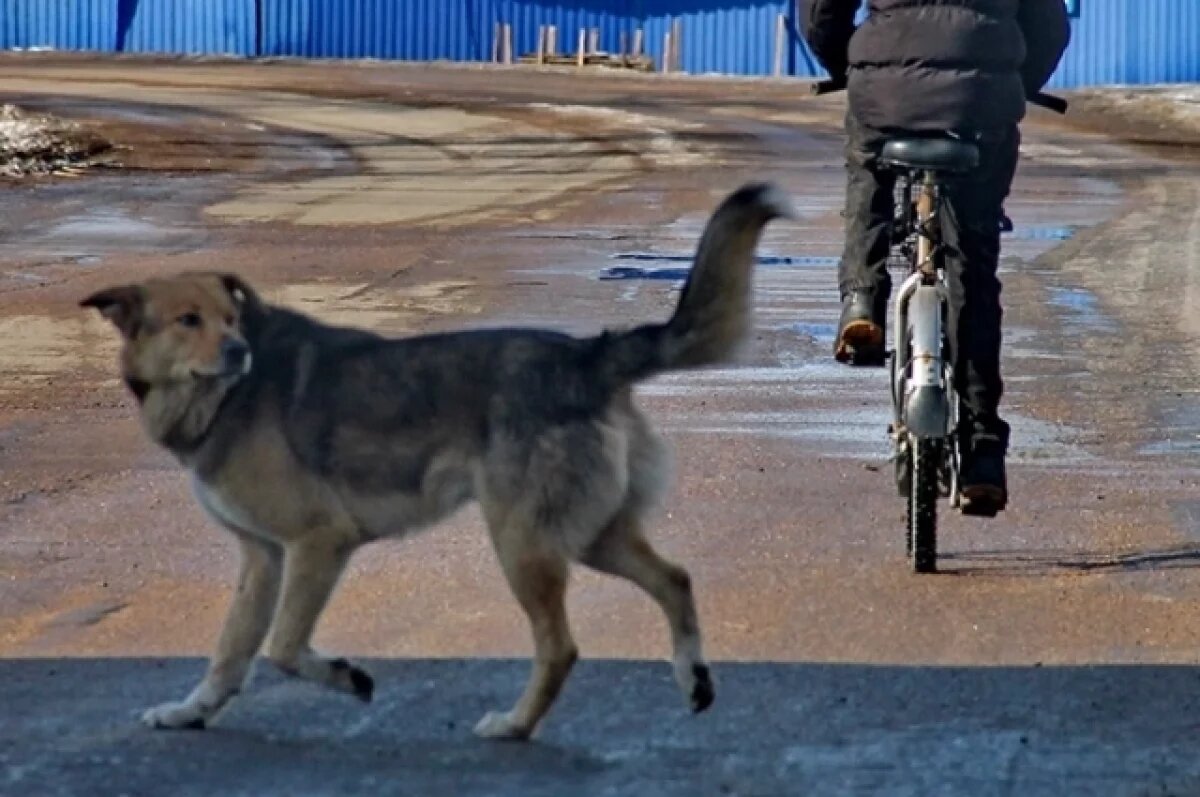    Прокуратура контролирует отлов бродячих собак, нападавших на детей