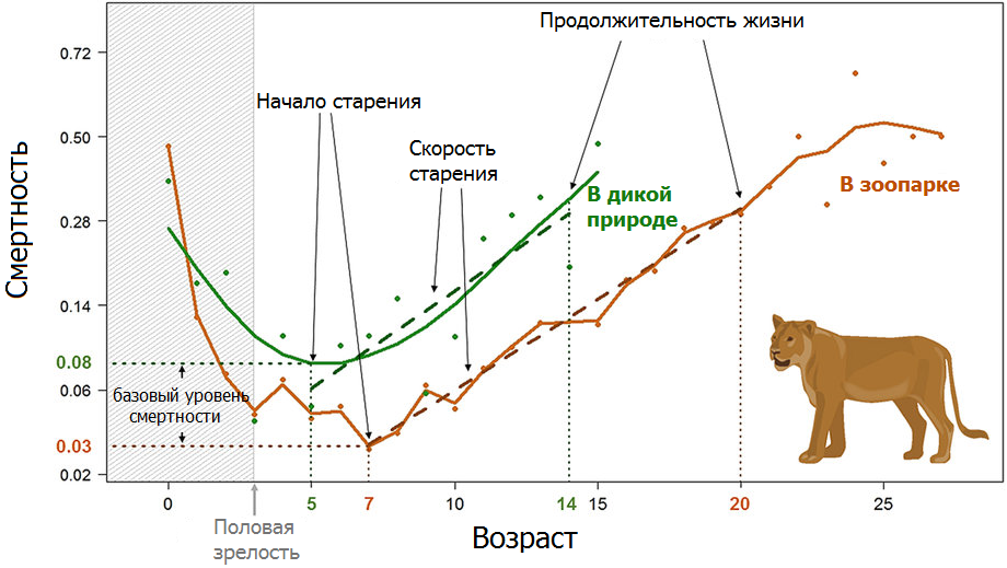 Продолжительность жизни львиц в зоопарке и в дикой природе.