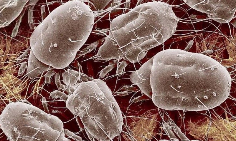 Пылевые клещи