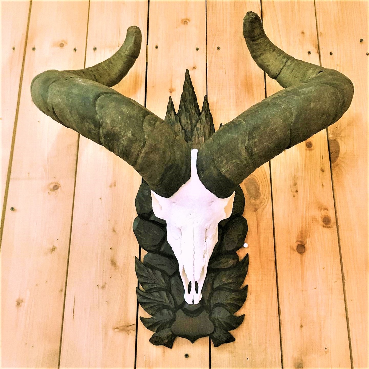 1. Череп кавказского тура