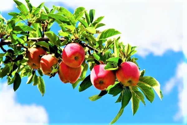 2. Яблоки на вершине дерева