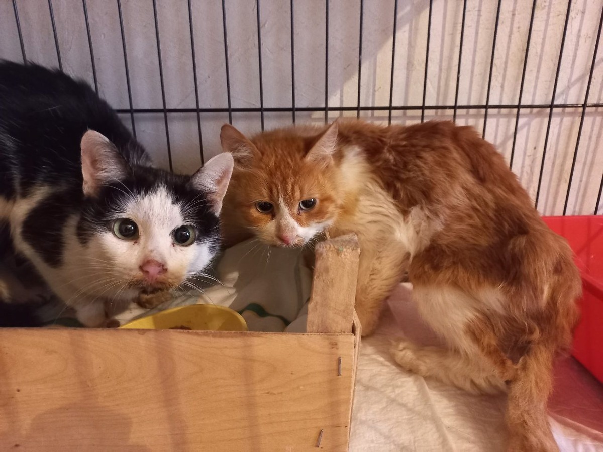     Спасённые коты. Фото: фонд "Право на жизнь"