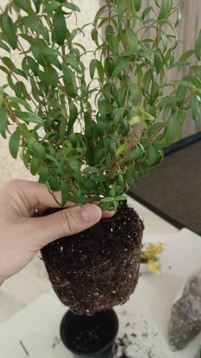 Мирт сбросил листья после пересадки