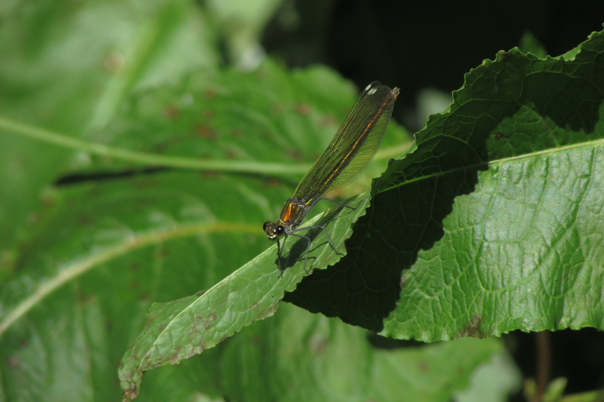 Самка, Петяярви 11.07.23