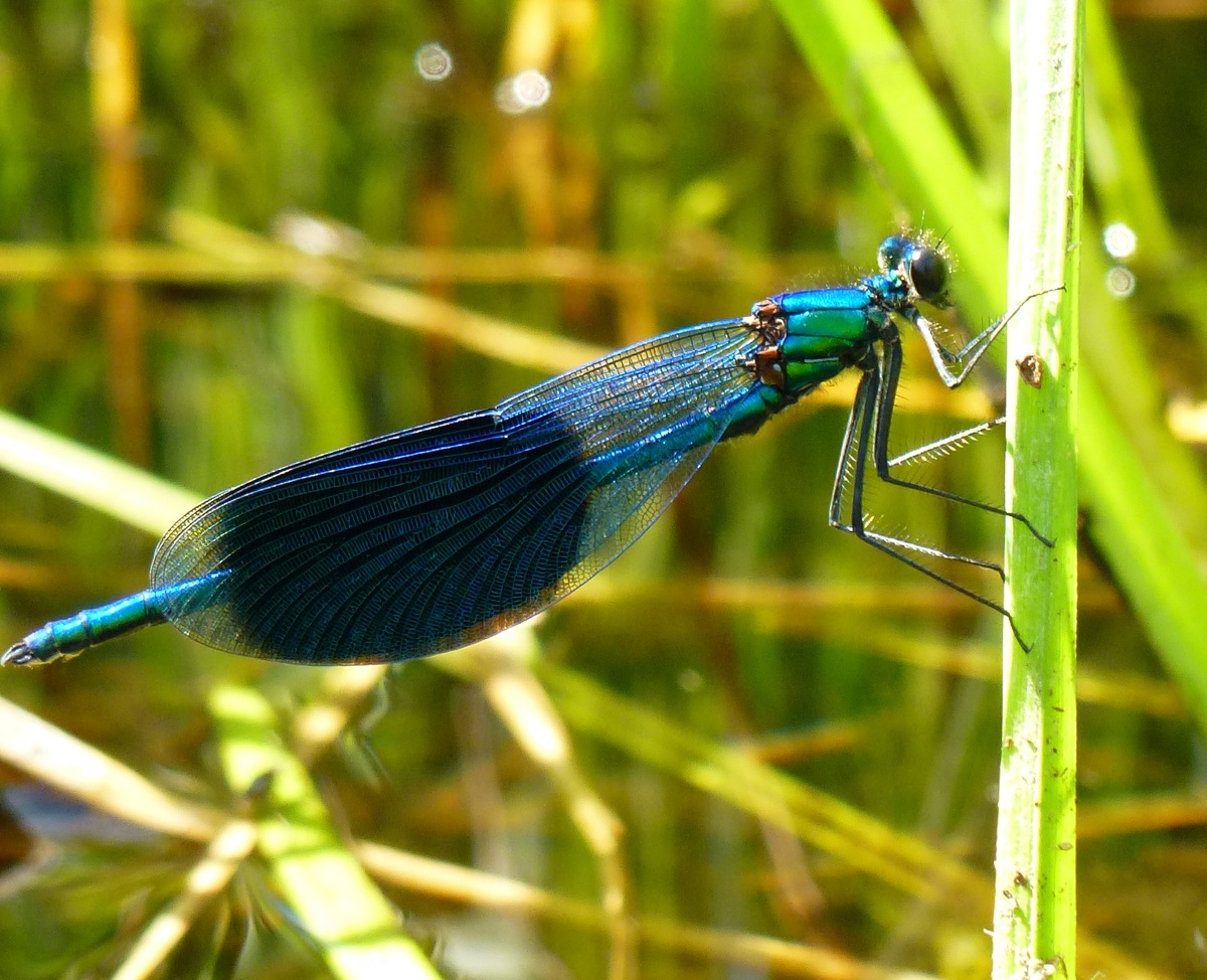 Красотка блестящая, самец, Петяярви, 12.07.23