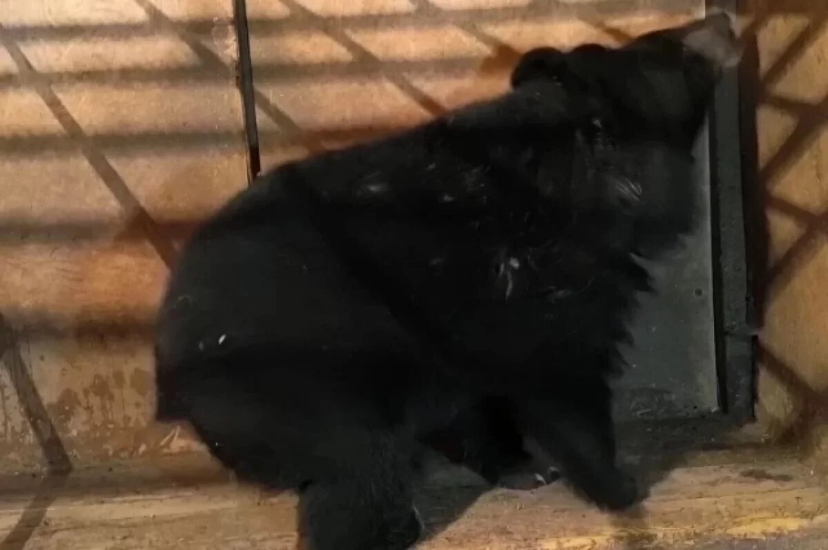    Медведицу, пришедшую в школу, после осмотра ветеринарами отправят в зоопарк