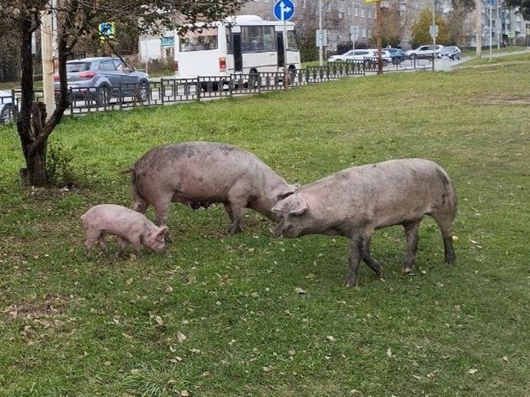     Свиньи в Ревде. Фото: Денис Евстафьев / МК-Урал.