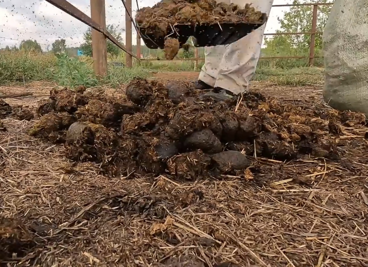 Конский навоз ОПТОМ от 20 т. Регулярные поставки для ферм. Small Garden's