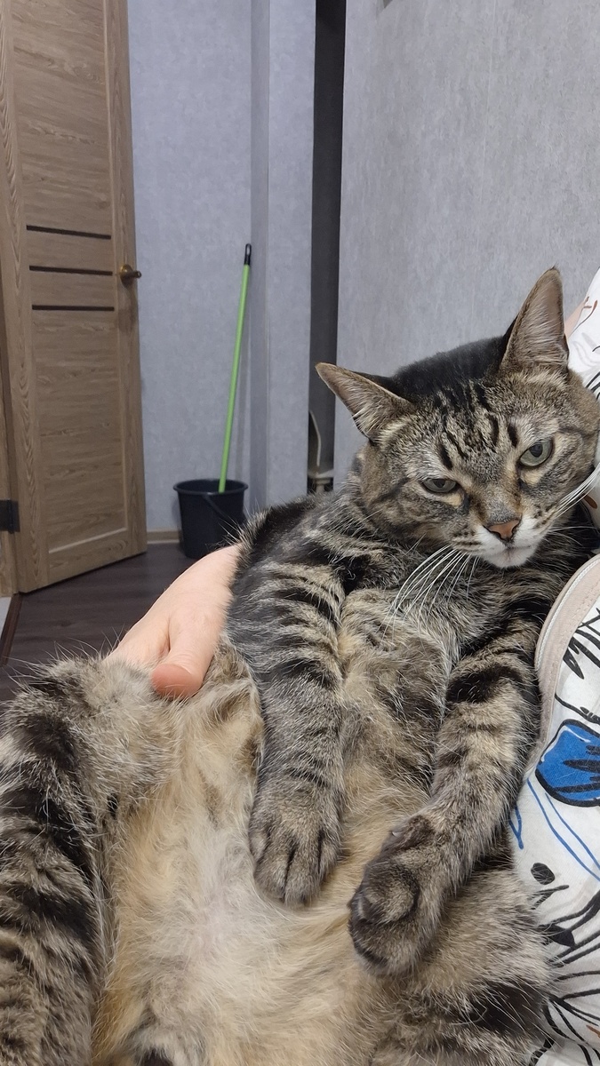 Вот такое пузо у Фени, берет пример с хозяйки😃 .