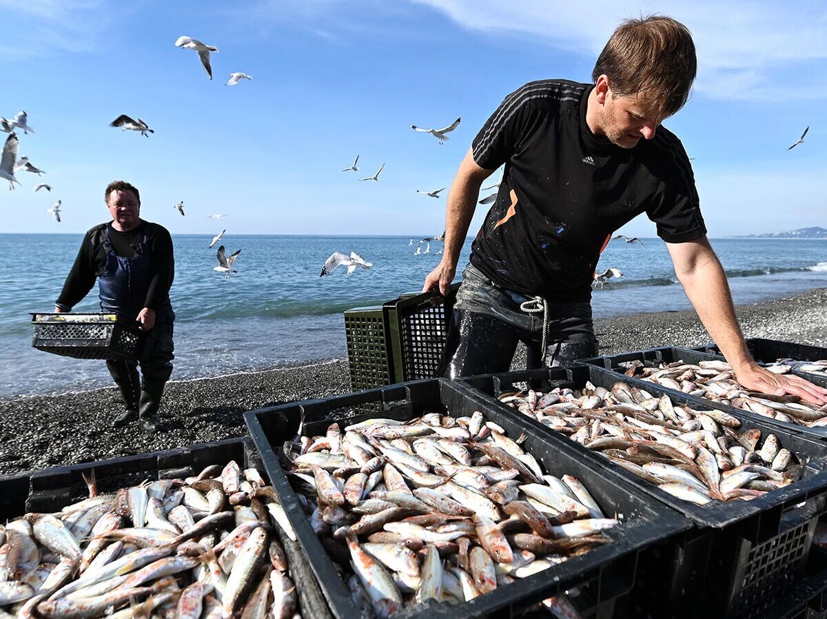    Рыбаки разгружают выловленную рыбу | © РИА Новости / Артур Лебедев