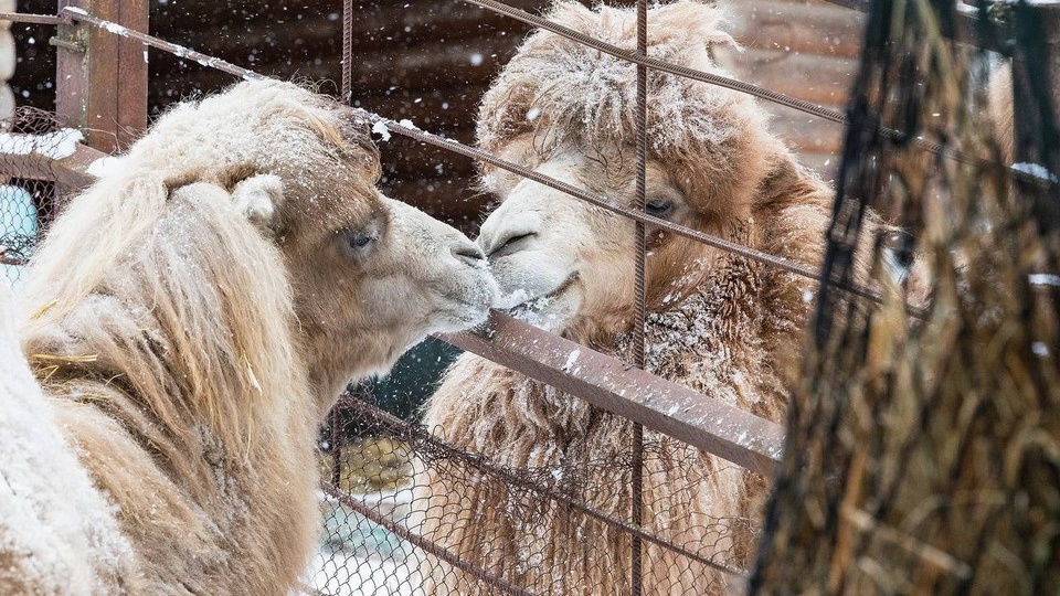 Верблюдица Рада из Барнаула нашла свою любовь в красноярском зоопарке