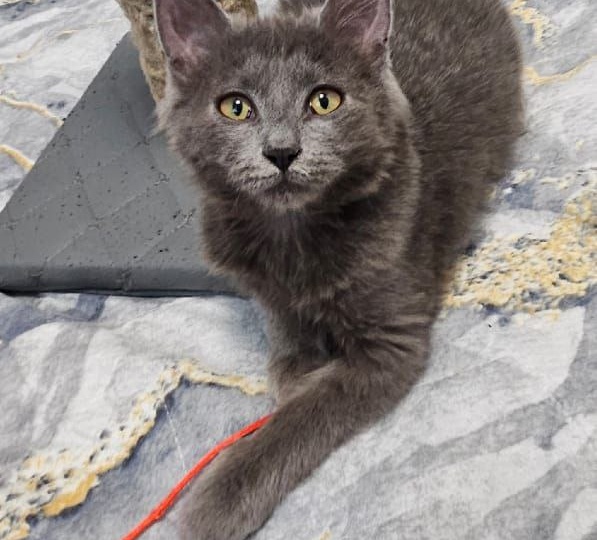 Пушистая красотка ищет дом