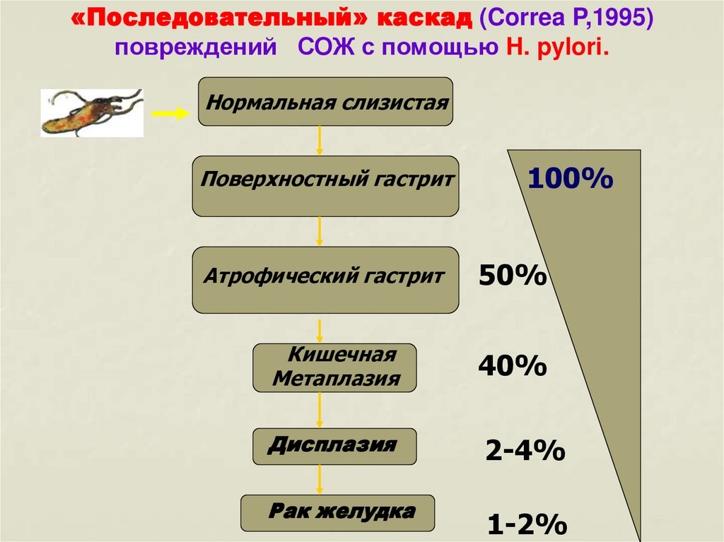 Взято из открытых источников       СОЖ -  слизистая оболочка желудка