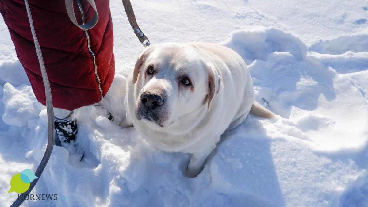 Лабрадор Хаммер был назван самой толстой собакой России. Фото: hornews.com