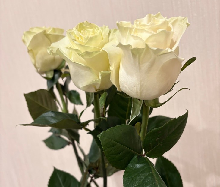    розы Алексеева Наталья