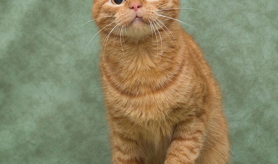 Рыжий котенок Пирожок ищет друга и компаньона для счастливой совместной жизни!