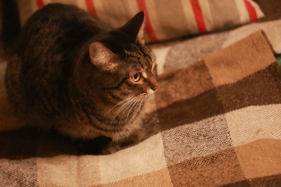    Павел Хацаюк / ИД «Вечерняя Казань»