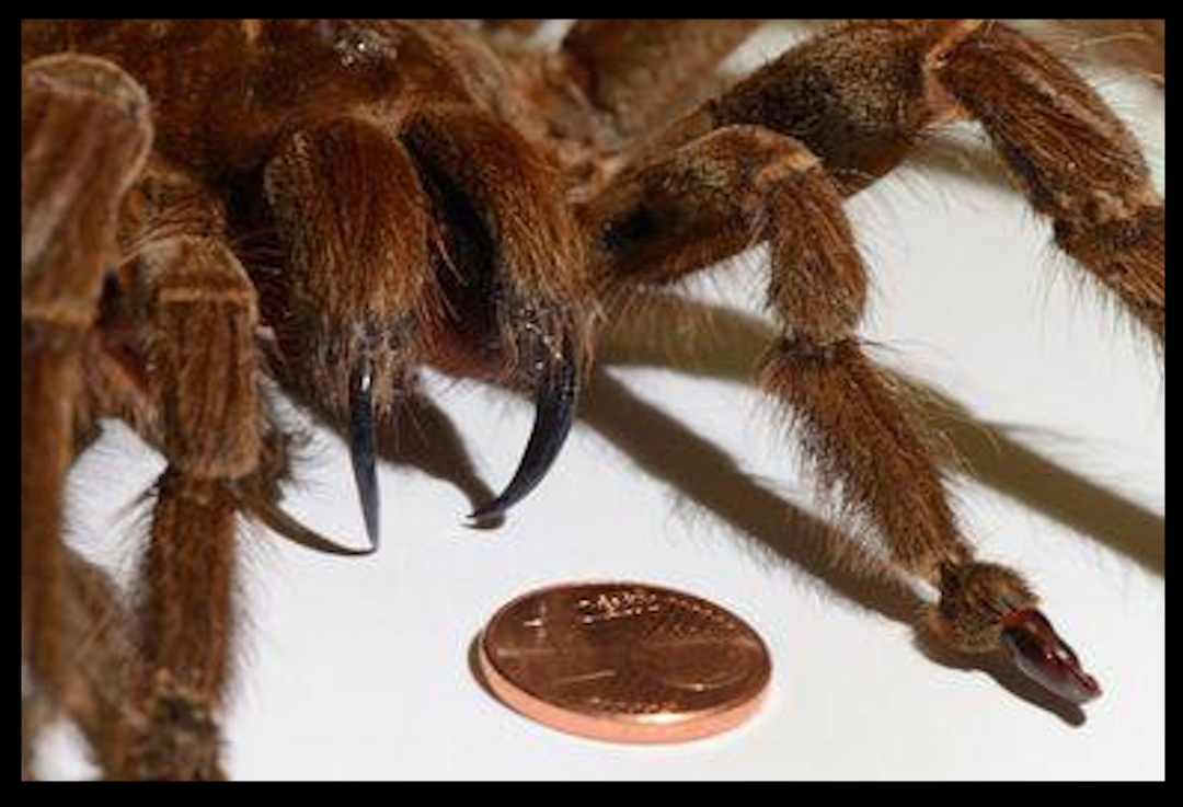 Хелицеры паука птицееда