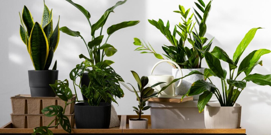 Лавровый лист стимулирует рост и укрепляет комнатные растения