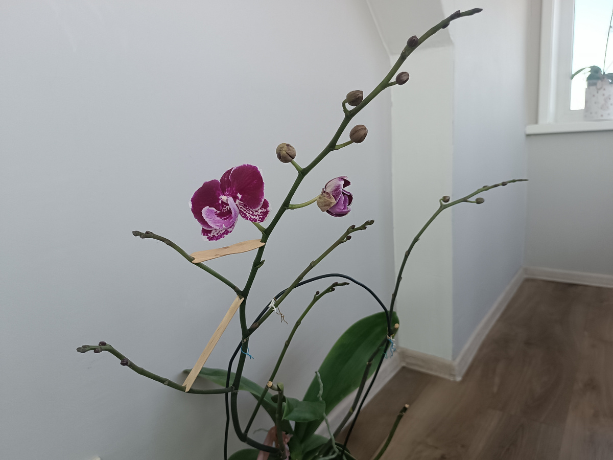 Листовая розетка раскидистая, листья достигают размером 25-30см. 