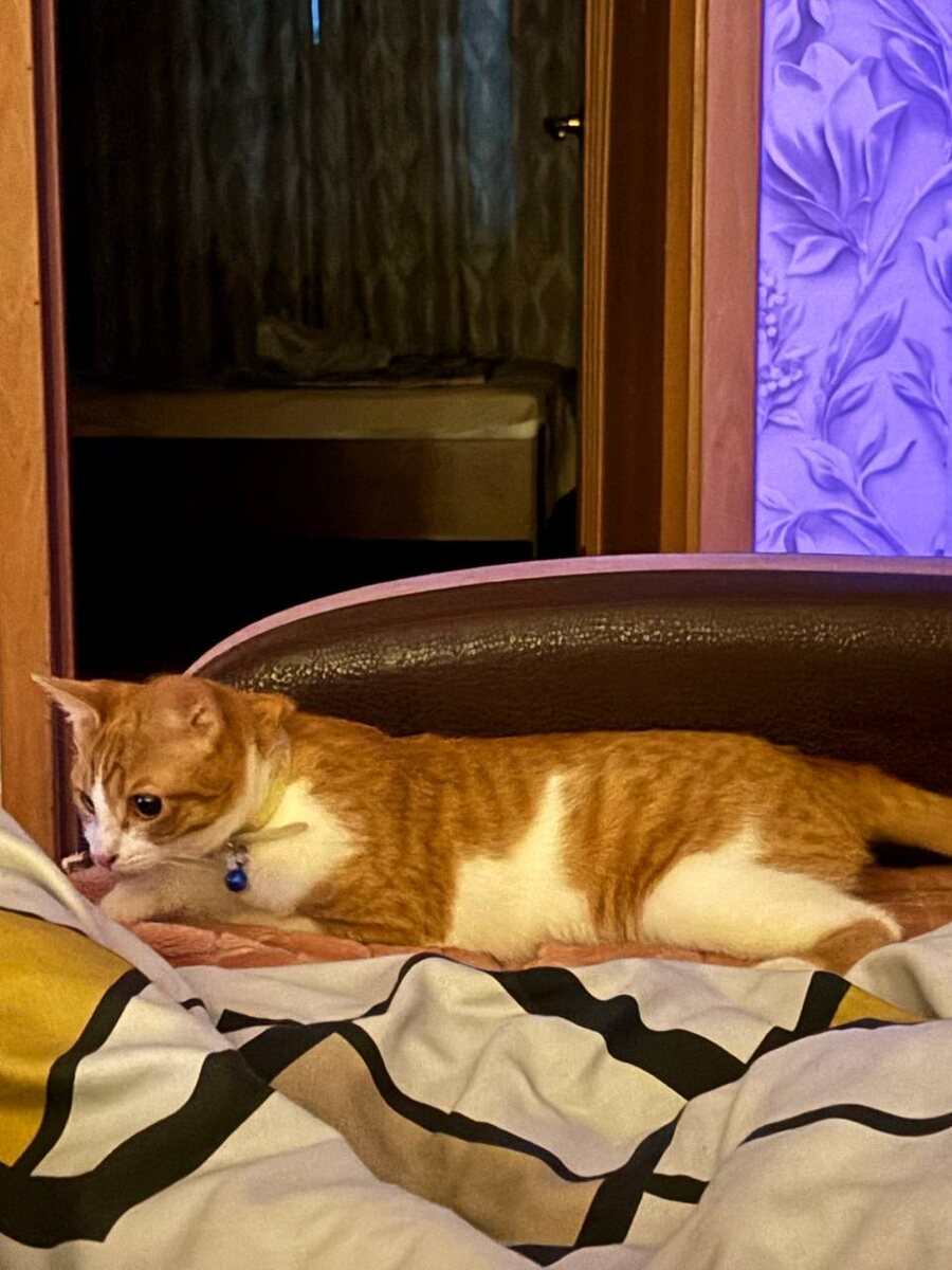 (Фото сделано новой хозяйкой Рыжика.) В новом доме.