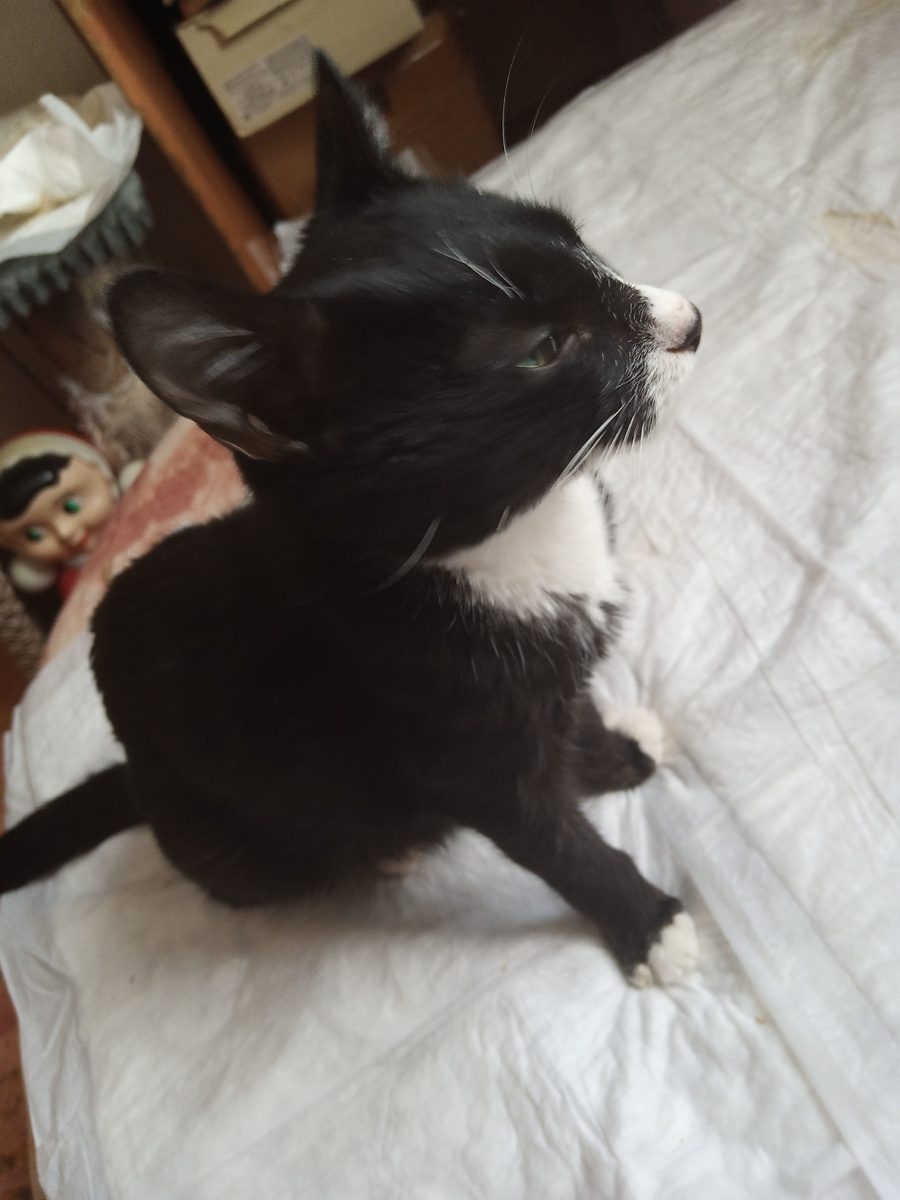 Он очень худенький .(фото моё)