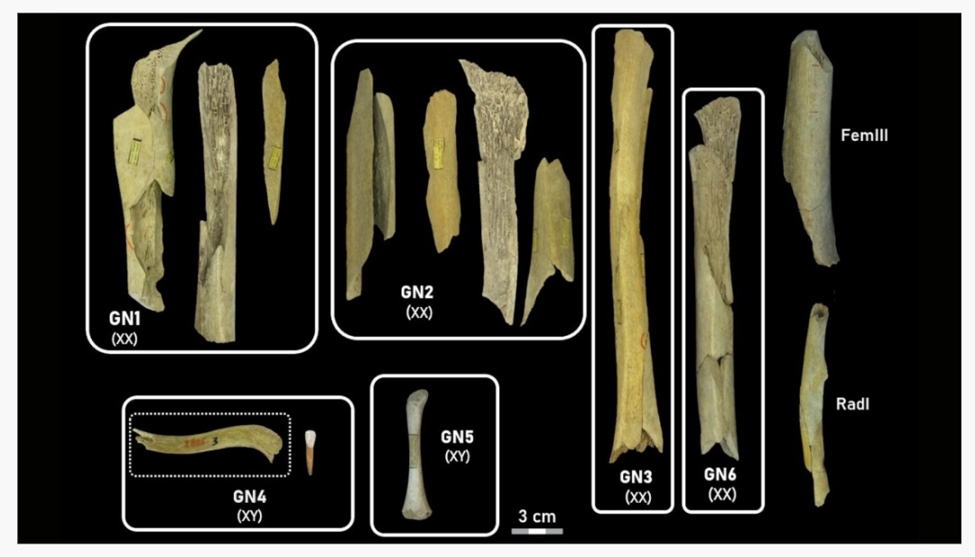 Останки неандертальца из пещеры Труазьем в Гойе (Бельгия). Сильно фрагментированные кости имеют следы, характерные для свежих переломов и ударов, что свидетельствует о преднамеренной обработке тел. Источник: Королевский бельгийский институт естественных наук 