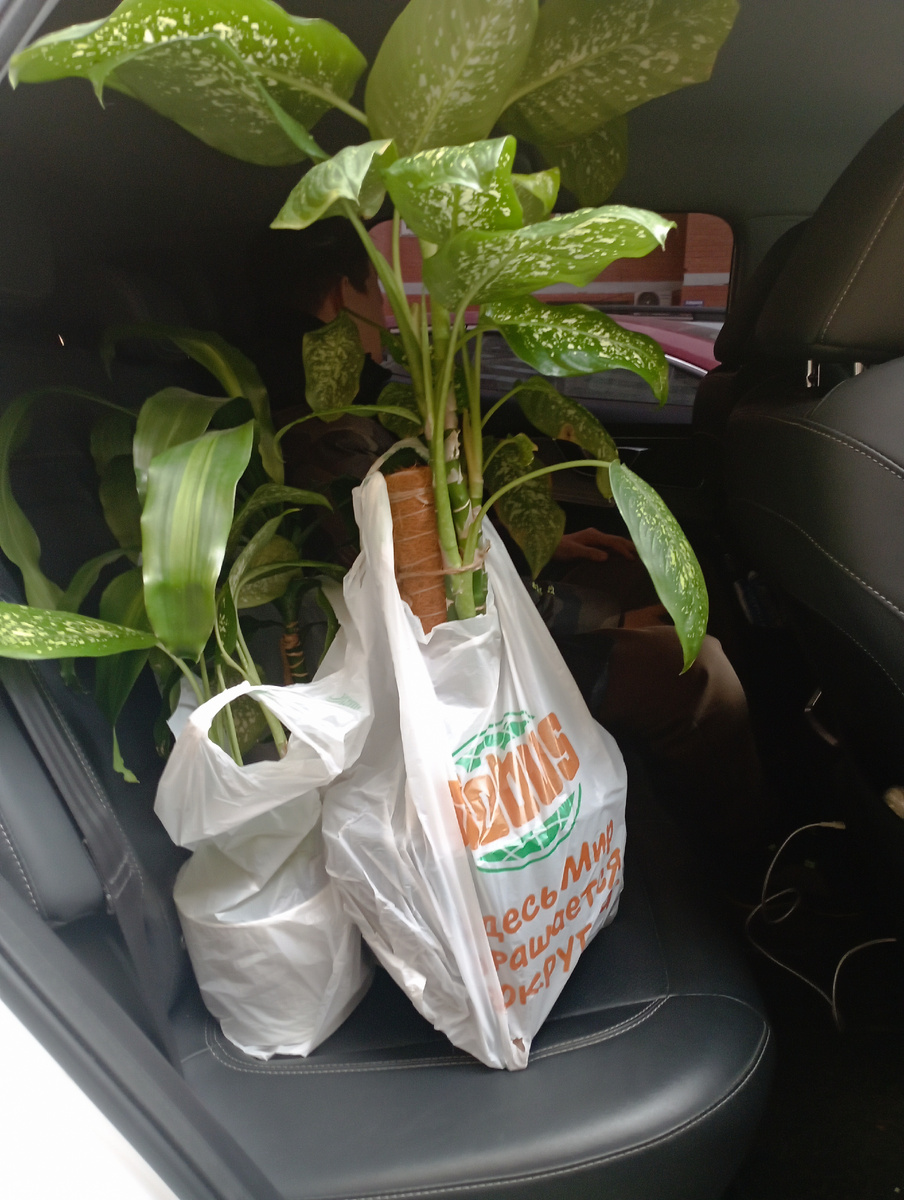 Два горшка с диффенбахиями. И юкка - в подарок