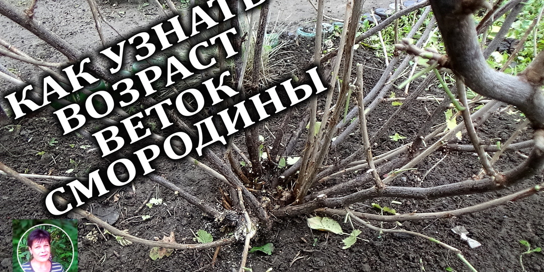 Ошибки при обрезке смородины: 90% садоводов не умеют определять возраст веток