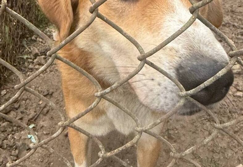 Обреченный на смерть…