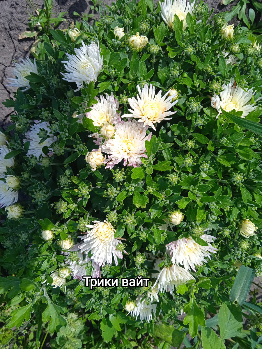 Сорт Трики вайт, укоренённые черенки цена 100 руб, средний срок цветения сентябрь