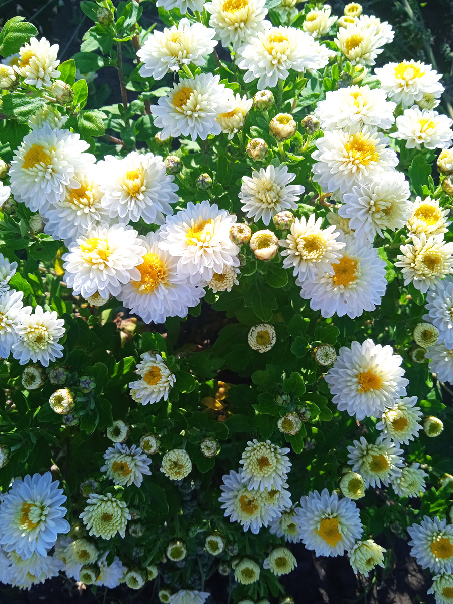 Сорт Эльф белый укоренённые черенки цена 100 руб, средний срок цветения с сентября.